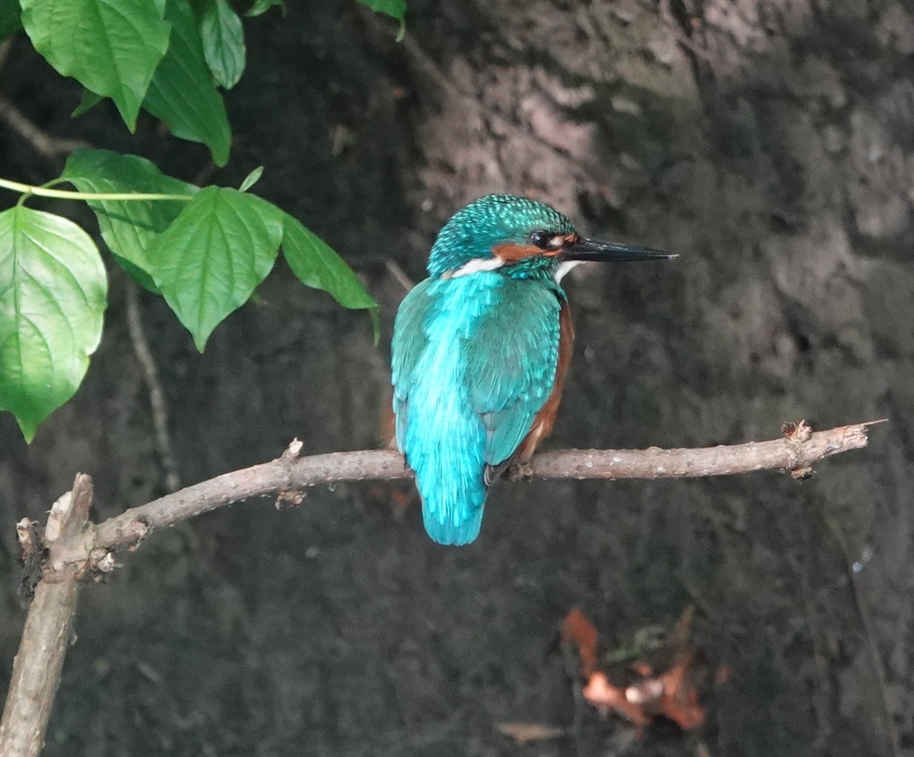 IJsvogelwerkgroep