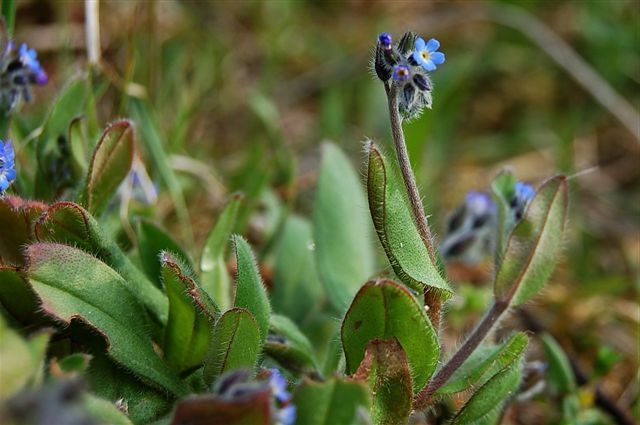 Plantenwerkgroep