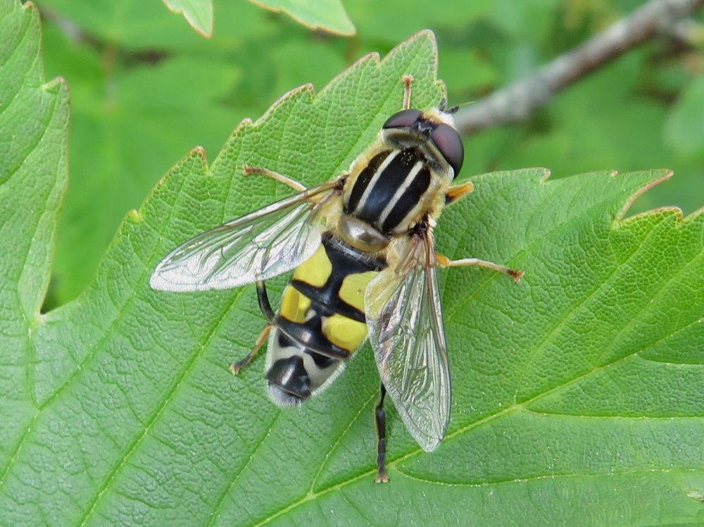 Belangstelling voor insecten?