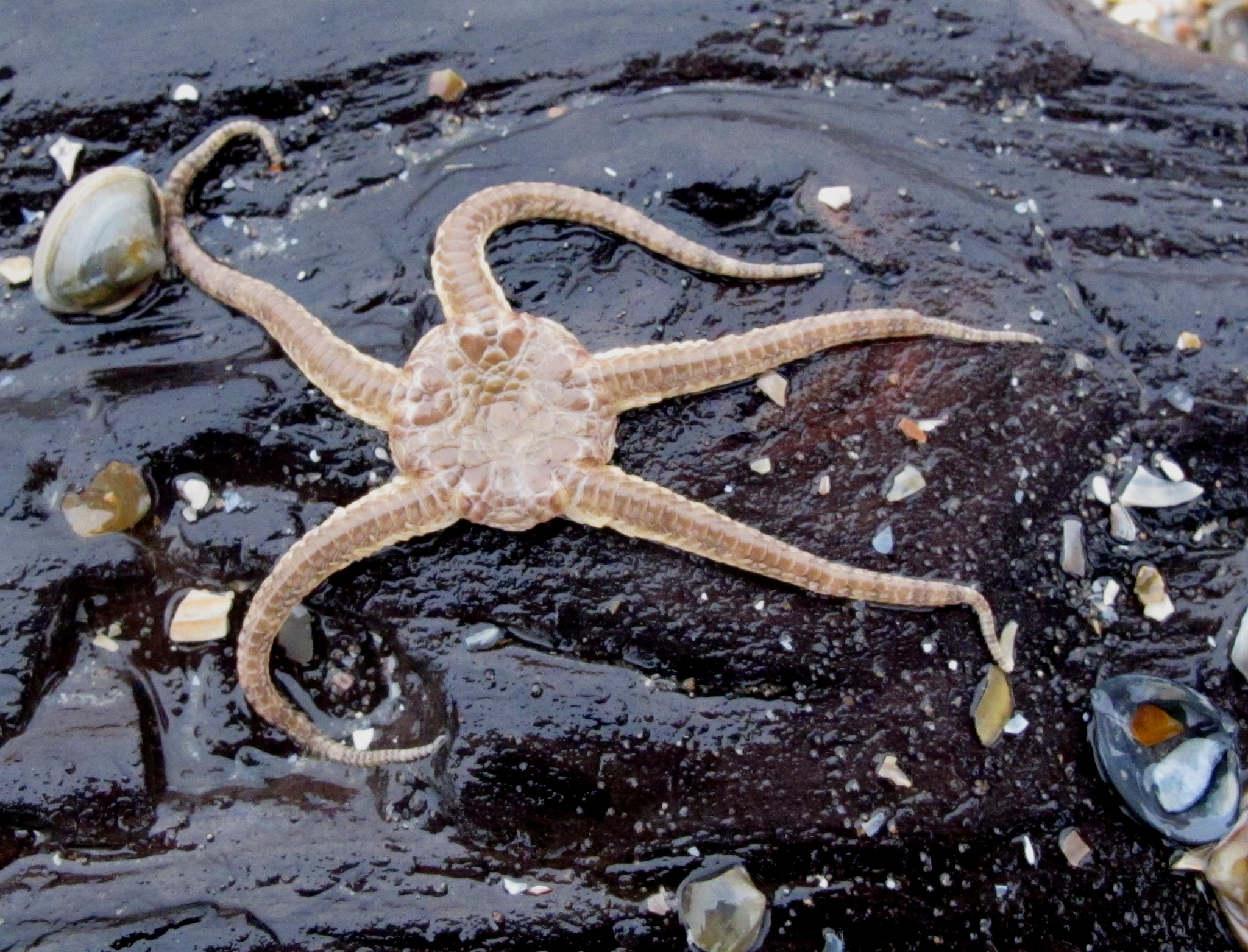 Strandwerkgroep