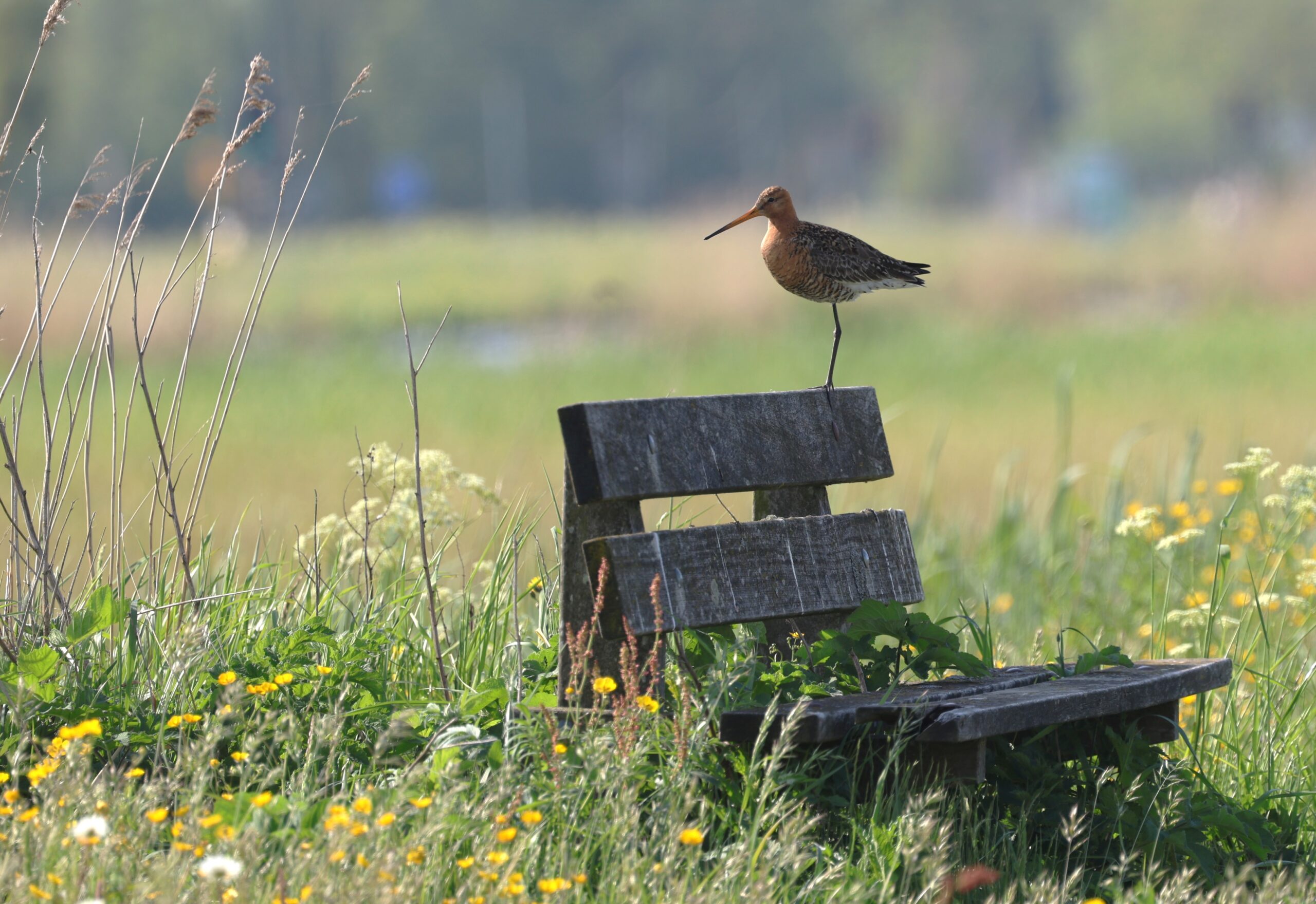 Naar een nieuwe Vogelatlas voor Nederland: tel mee!